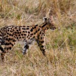 The most famous Kenyan animals are the Big Five