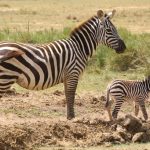 Quagga is a type of plains zebra