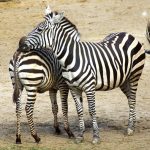 The common plains zebra can weigh up to 350 kg