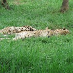 The cheetah is a big cat