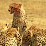 Cheetahs belong to the subfamily Felinae