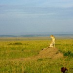 Cheetahs inhabit parts of Iran and most of Africa