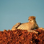 Cheetah can run as fast as 120.7 km/h