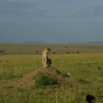 A cheetah can run as fast as 120.7 km/h