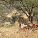 The cheetah can run as fast as 120.7 km/h