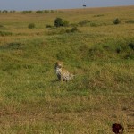 Cheetahs can run as fast as 109.4 km