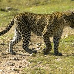 Cheetah can run faster than any other land animal
