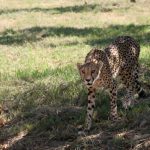 East and South African population of cheetahs are represented by different subspecies