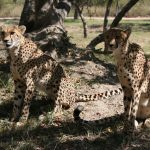 The East and South African population of cheetahs are represented by different subspecies