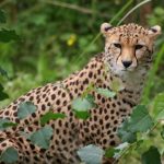 The last significant population of cheetahs remain in Southern and East Africa and are represented by different subspecies