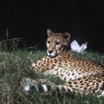 Last significant population of cheetahs remain in Southern and East Africa and are represented by different subspecies