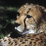 Last significant population of cheetahs remain in East and Southern Africa and are represented by different subspecies