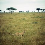 The last significant population of cheetahs remain in East and Southern Africa and are represented by different subspecies