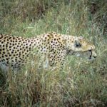 Global wild cheetah population is estimated to be 7,500 with the last significant populations remaining in Southern and East Africa