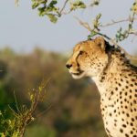 Global wild cheetah population is estimated to be 7,500 in numbers with the last significant populations remaining in Southern and East Africa