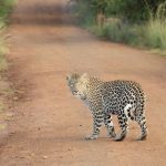 Global wild cheetah population is estimated to be 7,500 in numbers with the last significant populations remaining in East and Southern Africa
