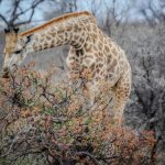 Global wild cheetah population is estimated to be 7,500 with the last significant populations remaining in East and Southern Africa