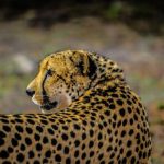 Global wild cheetah population is estimated to be 7,500 with the last significant populations remaining in East and Southern Africa and are represented by different subspecies
