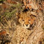 Global wild cheetah population is estimated to be 7,500 in numbers with the last significant populations remaining in East and Southern Africa and are represented by different subspecies