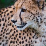 Global wild cheetah population is estimated to be 7,500 with the last significant populations remaining in Southern and East Africa and are represented by different subspecies