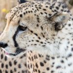 Global wild cheetah population is estimated to be 7,500 in numbers with the last significant populations remaining in Southern and East Africa and are represented by different subspecies