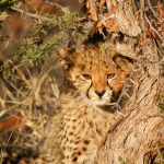 Global wild cheetah population is estimated to be 7,500 in numbers wherein the East and South African population of cheetahs are represented by different subspecies