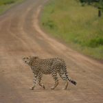 Over the years cheetahs have greatly reduced in numbers