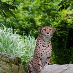 Over the years cheetahs have greatly reduced in numbers due to human population increase
