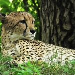Over the years cheetahs have greatly reduced due to human population increase