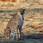 Over the years cheetahs have greatly reduced due to loss of habitat