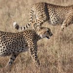 Over the years cheetahs have greatly reduced in numbers due to an increase in human population that has led to habitat loss