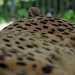 A cheetah swims across rivers