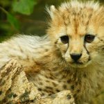 Over the years cheetahs have greatly reduced due to conflicts with people