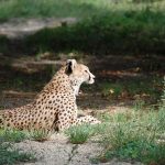 Over the years cheetahs have greatly reduced in numbers due to conflicts with people