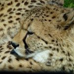 Over the years cheetahs have greatly reduced in numbers due to diseases