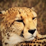 Over the years cheetahs have greatly reduced due to diseases