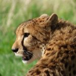 Over the years cheetahs have greatly reduced due to poorly managed tourism