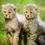 Over the years cheetahs have greatly reduced in numbers due to an increase in human population that has led to habitat loss, and a reduction in prey base