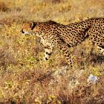 Over the years cheetahs have greatly reduced due to an increase in human population that has led to habitat loss, and a reduction in prey base