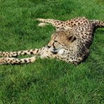 Over the years cheetahs have greatly reduced in numbers due to an increase in the human population that has led to habitat loss, and a reduction in prey base