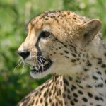 Cheetah swims across rivers
