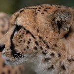 Over the years cheetahs have greatly reduced in numbers due to an increase in the human population that has led to habitat loss, a reduction in prey base and conflicts with people