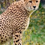 Over the years cheetahs have greatly reduced due to an increase in the human population that has led to habitat loss, a reduction in prey base and conflicts with people