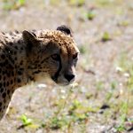Over the years cheetahs have greatly reduced due to an increase in the human population that has led to habitat loss, and conflicts with people