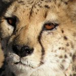 Over the years cheetahs have greatly reduced in numbers due to an increase in the human population that has led to habitat loss, and conflicts with people