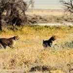 Over the years cheetahs have greatly reduced in numbers due to an increase in human population that has led to habitat loss, and conflicts with people