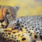 Over the years cheetahs have greatly reduced in numbers due to an increase in human population that has led to habitat loss, as well as conflicts with people