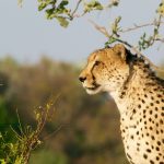 Over the years cheetahs have greatly reduced due to an increase in the human population that has led to habitat loss, as well as conflicts with people