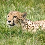 Over the years cheetahs have greatly reduced in numbers due to an increase in the human population that has led to habitat loss, as well as conflicts with people