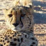 Over the years cheetahs have greatly reduced in numbers due to loss of habitat, conflicts with people, and diseases